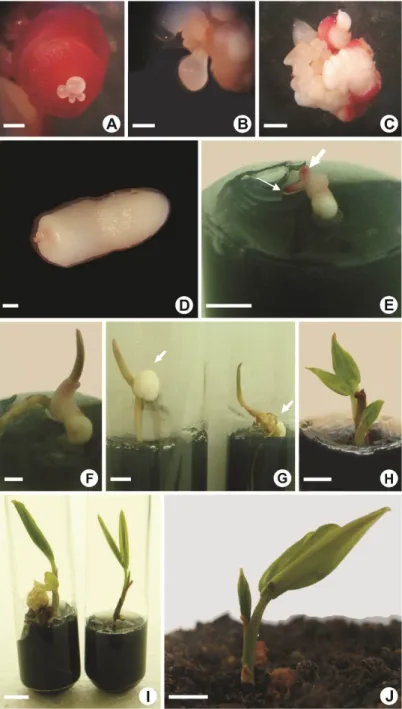 Figure 2. Process of somatic embryogenesis of heart-of-palm tree (Euterpe edulis  Mart.)