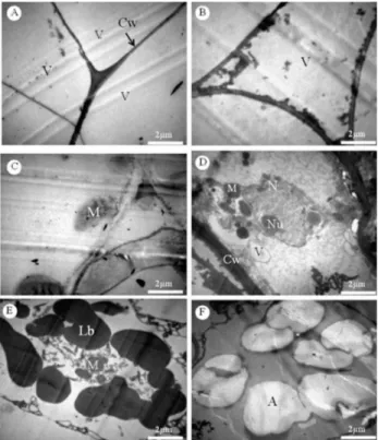 Figure 1. The callus growth curve from data obtained using Jatropha  curcas leaf explants inoculated in MS medium supplemented with 1.0 mg  L -1  of 2,4-D