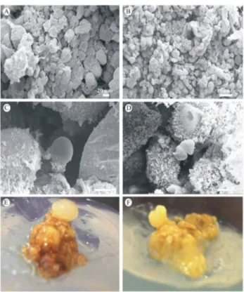 Figure 3. Jatropha curcas callus developed with 1 mg.L -1  of 2,4-D. a-b: 