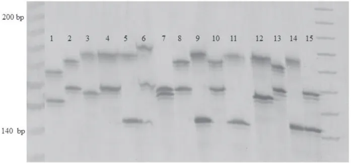 Figure 1. Size variation of the marker SSR NB105 in accessions of the Pear Germplasm Bank (PGB) visualized on silver-stained denaturing poly - -acrylamide gel