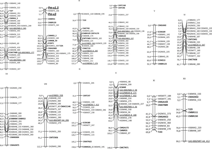Figure 1. Linkage map of F 2  population (PI 414723 × Védrantais). Linkage groups are named according to Périn et al