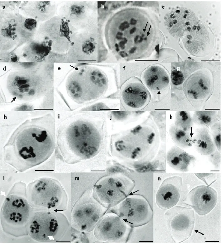 Figure 1. Meiotic irregularities in Capsicum species. a) Pycnosis after zygotene in C