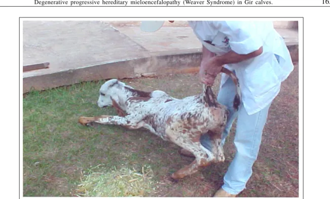 Figure 1 - A Gir calf, with a weaver syndrome like condition, trying unsuccessfully to stand up with help.