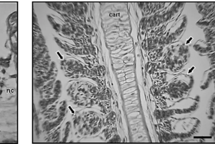 Fig. 6: Vasodilation of the lamellar vascular axis  with pillar cells losing its capacity of support and  aneurysms  development  (arrows).  Light  microscopy, H&amp;E (scale bar: 10 µm).   