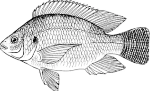 Figure 1: Image of the Oreochromis niloticus (Source: FAO, 2012). 