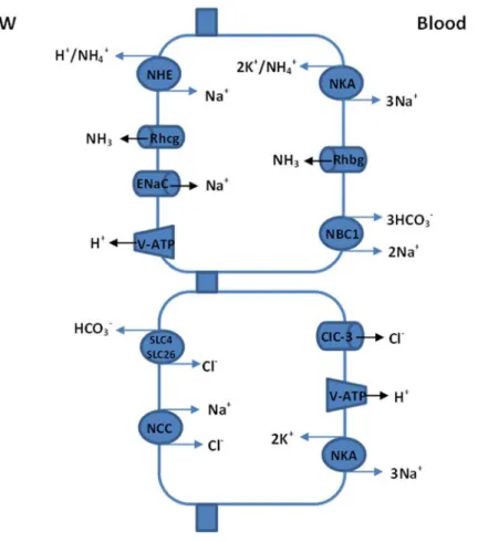 Figure 9: Current working model for ionic exchangers, channels and pumps mediating the uptake of  Na +  and Cl ‐  by the fish gill epithelium in freshwater.  Two mitochondrion‐rich cells are diagrammed,  but the actual distribution and nomenclature of the 