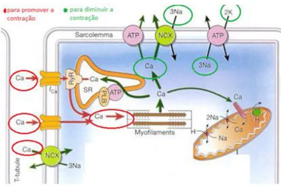 Figura 5 - Desenho ilustrativo mostrando a participação do cálcio na contratilidade do cardiomiócito