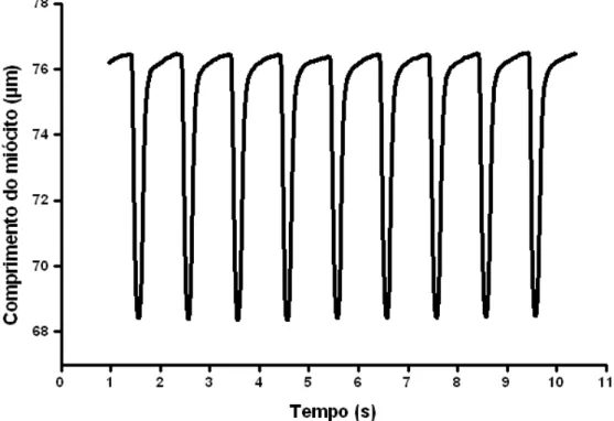 Figura  9  -  Registro  experimental  de  encurtamento  de  uma  célula  do  ventrículo  estimulada  na  frequência de 1 Hz em temperatura ambiente (~25ºC) (Roman-Campos et al., 2009)