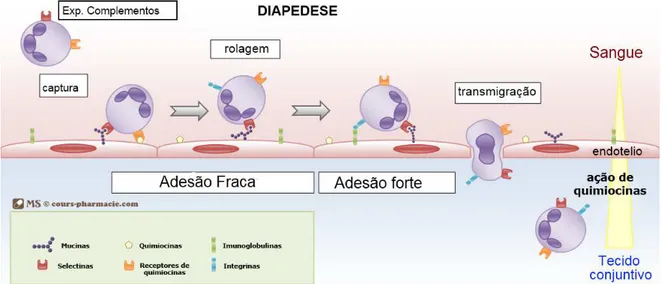 Figura 2: Migração dos leucócitos para o sítio inflamatório. Os macrófagos, estimulados pelos indutores da  resposta inflamatória produzem citocinas como TNF e IL-1, as quais ativam as células endoteliais das vênulas  a  expressarem selectinas  e  integrin