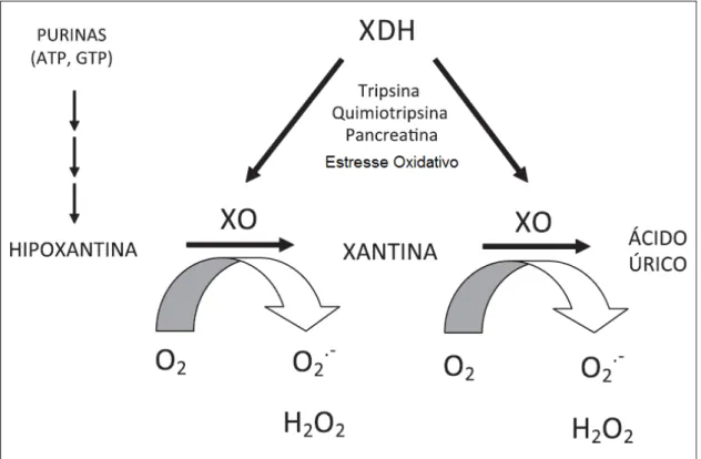 Figura  3:  Metabolismo  do  ácido  úrico.  Produção  de  espécies  reativas  de  oxigênio  durante  o  processo  de  metabolização da hipoxantina em ácido úrico