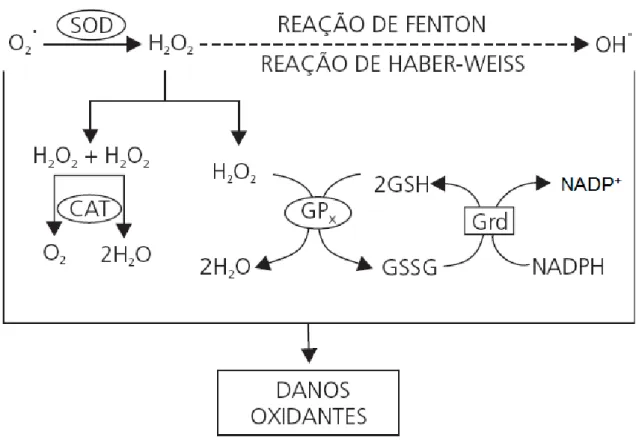 Figura  5:  Integração  do  sistema  de  defesa  antioxidante.  Por  meio  da  reação  de  dismutação,  a  superóxido  dismutase (SOD) catalisa a geração de peróxido de hidrogênio (H 2 O 2 ) a partir do radical superóxido (O 2 •)