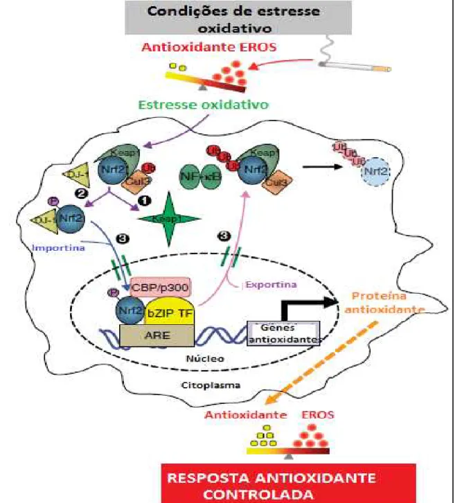 Figura  6:  Regulação  das  respostas  antioxidantes  mediada  pelo  fator  nuclear  eritróide  2  relacionado  fator   2  (Nrf2)