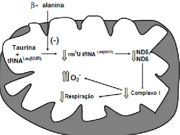 Figura 9: Mecanismo de ação da taurina a nível mitocondrial. A taurina em conjunto com o RNAt para leucina  e  lisina  forma  o complexo 5-taurinometiluridina