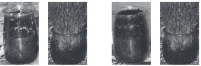 Figura 4 – Resultado da germinação no frigorífico  comparando  com  o  controloFigura  1  –  Primeira  série  de  