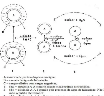 Figura 5: Mecanismo de geleificação da pectina ATM. Fonte:  BOBBIO &amp; BOBBIO,  2003
