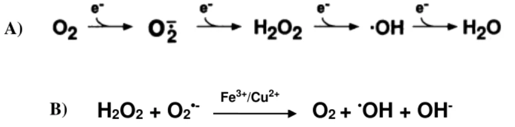 Figura  3.  A)  Oxidantes  do  metabolismo  normal.  Formação  de  radicais  superóxido  (O 2 • ),  peróxido  de  hidrogênio  (H 2 O 2 )  e  íons  hidroxila  (OH • )  pela  redução  do  O 2 