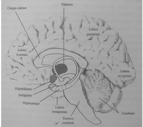 Figura 2 – Vista do cérebro humano. Fonte: Compreender o funcionamento do  cérebro e a sua importância no processo de aprendizagem, 2007 