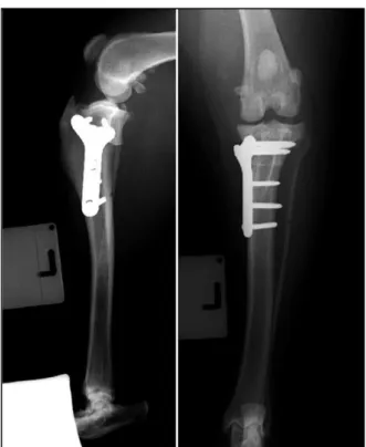 Figura  I.E  –  Radiografias  pós-operatórias  em  projeções  mediolateral  (direita)  e  craniocaudal  (esquerda)  
