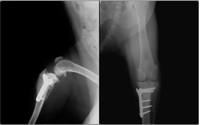 Figura  I.F  -  Radiografias  6  semanas  pós-operatórias  em  projeções  mediolateral  (direita)  e  craniocaudal (esquerda), com evidência de fratura fibular 