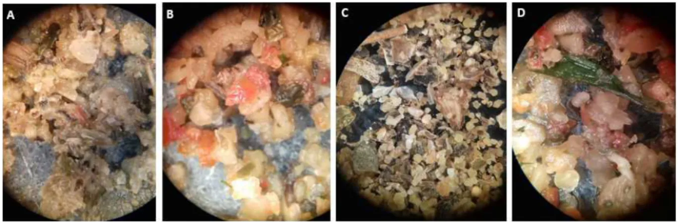 Figura 3 – Amostras de chimichurri visualizadas em microscópio estereoscópio. Amostras: marca 1 (A),  marca 2 (B), a granel X (C) e a granel Y (D)