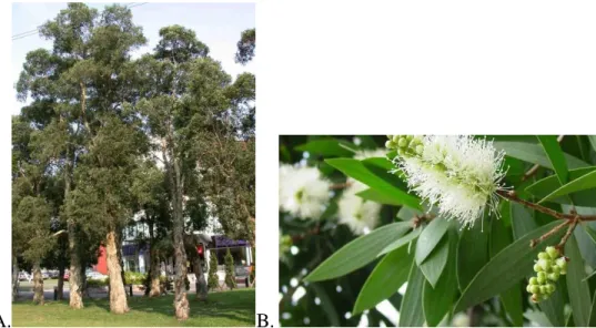 Figura 2. Melaleuca leucadendron. A. Árvore; B. Folhas, flor e fruto. 