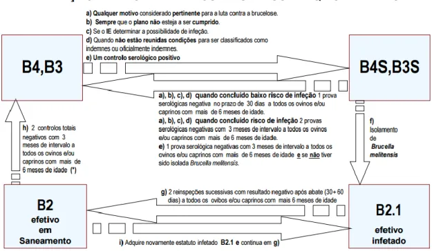 Figura  5  –  Fluxograma  dos  estatutos  sanitários  da  brucelose  dos  pequenos  ruminantes  (Fonte:  adaptado  de  Anexo  do  Programa  Nacional  de  Erradicação  da  Brucelose  dos  Pequenos  Ruminantes de 2015)