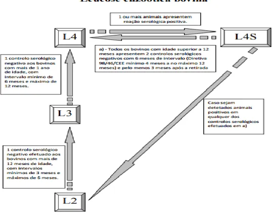 Figura  6  –  Fluxograma  dos  estatutos  sanitários  da  leucose  enzoótica  bovina  (Fonte: 