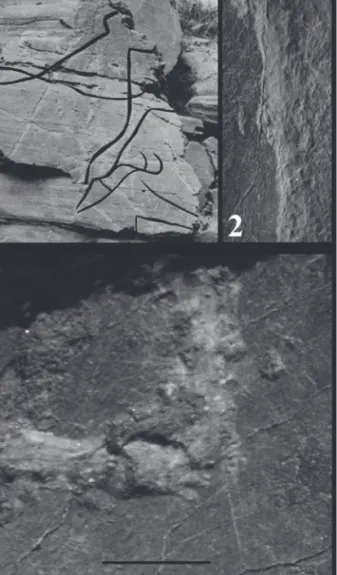 FIG. 7.1.1-3  – Comparaison entre, 1: des figures incomplètes d’Aurochs 
