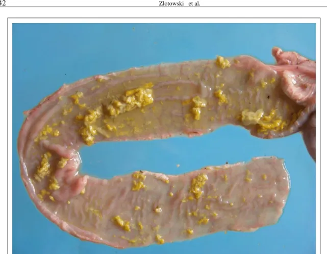 Figure 1 - Wild boar, Ileum. Wall thickening with white-yellowish fluids and flakes scattered over the mucosal surface.