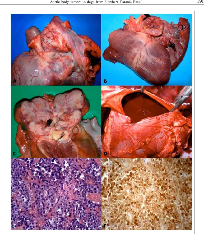 Figure 1 - Aortic body tumor in dogs. There is a large mass at the base of the heart; Boxer dog, A