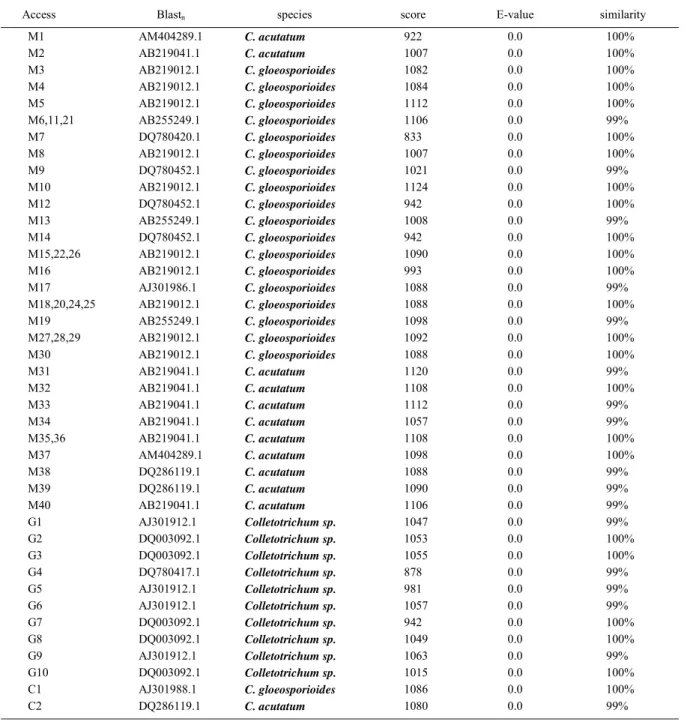 Table 3 - Confrontation analysis of the sequences obtained through Blast n  of the GenBank data base with the closest species by highest score, E-value and similarity.