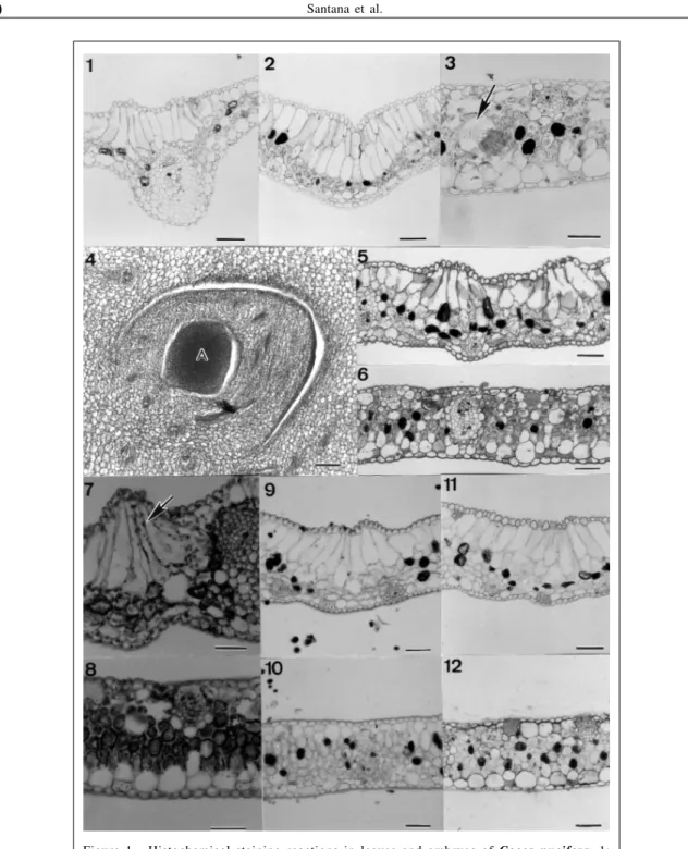 Figure 1  - Histochemical staining reactions in leaves and embryos of Cocos nucifera. 1: