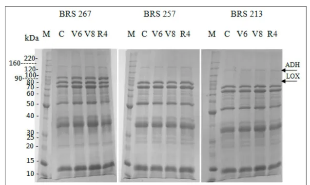 Figure  2  -  Electrophoresis  analysis  in  12.5%  polyacrylamide  gels  (SDS-PAGE).  Proteins  were  extracted  from  the grains  of  three  soybean  varieties,  ‘BRS  267’;  ‘BRS  257’  and  ‘BRS  213’,  flooded  at  stages  V6,  V8  and R4. Marker  (M)