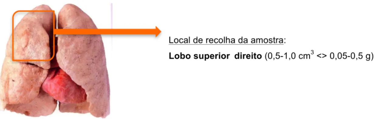 Figura 5: Pulmão – indicação do local de recolha da amostra de tecido pulmonar. 