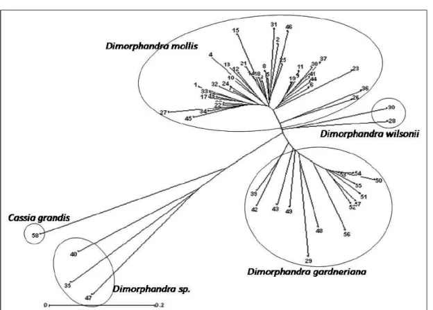 Figure  1 -  Dendrogram  of  genetic  divergence  among  57  accessions  from  19  Brazilian  localities  of  Dimorphandra spp.