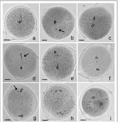 Figure 2 - Chromosome stickiness in meiocytes of Passiflora serrato- serrato-digitata