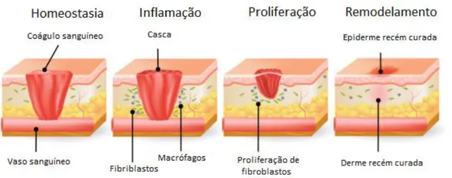 Figura 03: Exemplificação entre as quatro fases da reparação tecidual, homeostasia, inflamação, proliferação e  remodelamento (adaptado de Maynard, 2015)