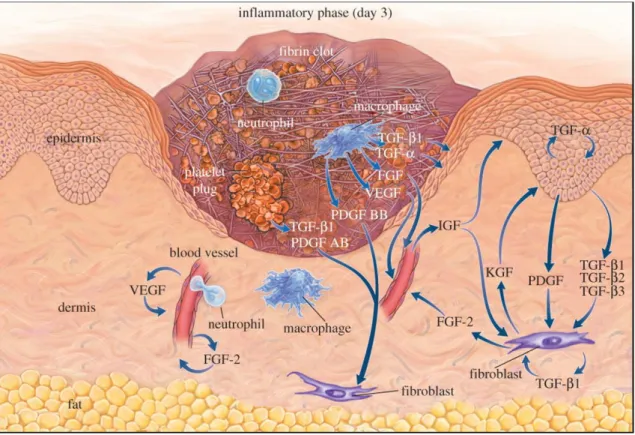 Figura  04:  Esquema  de  uma  ferida  perto  do  final  do  estágio  inflamatório  e  o  início  do  estágio  proliferativo  ilustrando a interação entre as diferentes células e promotores envolvidos (Singer &amp; Clarck, 2005)