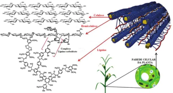 Figura  1.  Arranjo  esquemático  dos  biopolímeros:  celulose,  hemicelulose  e  lignina