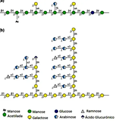 Figura 2 – Estrutura dos polissacarídeos maioritários dos grãos de café verde: a)  galactomananas; b) arabinogalactanas 