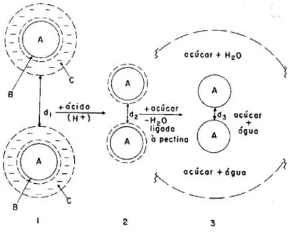 Figura 3: Representação esquemática do mecanismo degelificação das pectinas ATM. 