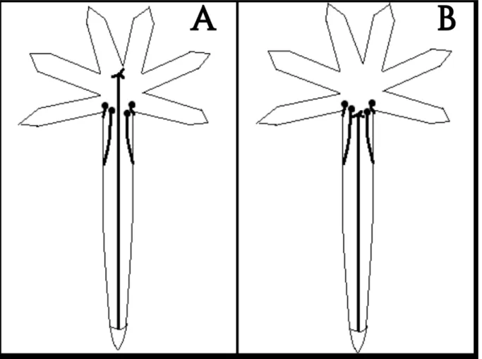 Figura 3 – Flores de A. glaziovii encontradas nas áreas 1 e 2, Minas Gerais, Brasil. A - Flor L (estigma acima   das anteras); B - flor B (estigma na mesma altura das anteras)
