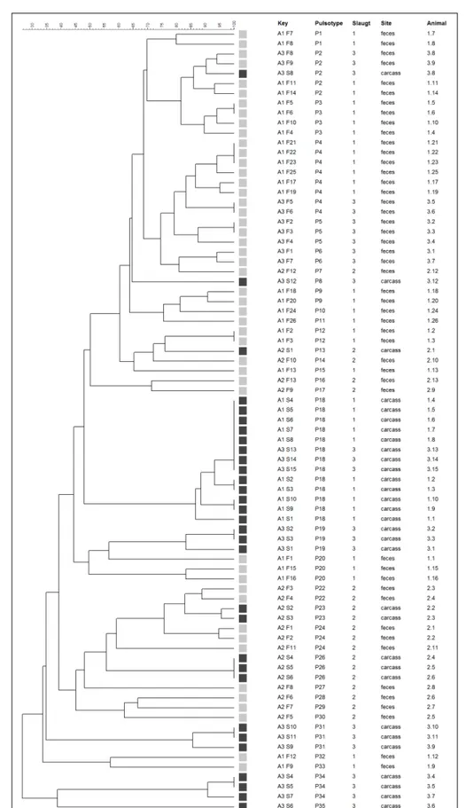 Figure 1 - Dendrogram showing the PFGE analysis of C. perfringens isolated from carcass and fecal samples at swine slaughterhouses from São Paulo State, Brazil.