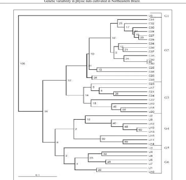 Figure 1 - Dendrogram of genetic similarity generated using the Jaccard coefficient and the UPGMA method  with analysis bootstraps for 40 physic nut individuals cultivated in two experimental areas in  Sergipe (Umbaúba – U1-20 and Carira – C21-40), Brazil.