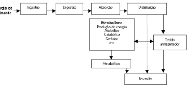 Figura 3 – Etapas do processo de utilização de nutrientes (Moura, Reyes, 2002) 