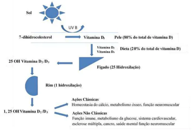 Figura 2 - Produção de vitamina D (retirado de Fraser &amp; Milan, 2013) 