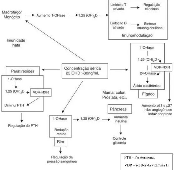 Figura 5 – Funções não-esqueléticas da vitamina D. PTH - Paratormona; VDR –  recetor da vitamina D (retirado de Urrutia ‐ Pereira &amp; Solé, 2015).