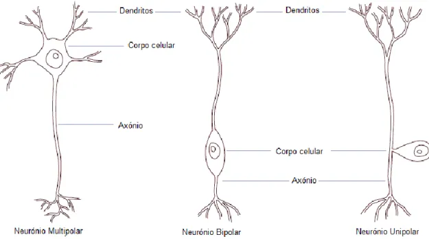Figura 1 – Esquema dos três tipos básicos de neurónios (adaptado de Morales &amp; Aige, 2012)