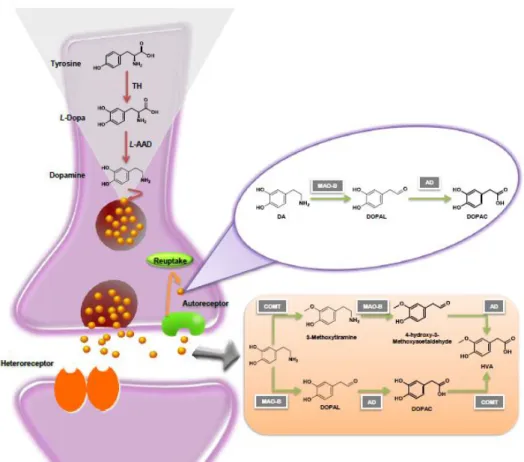 Figura 10. Metabolismo da dopamina (Milhazes, 2007). 