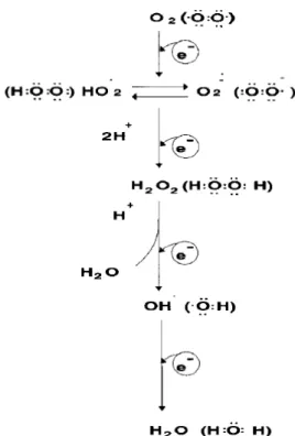 Figura 4. Redução tetravalente do oxigénio molecular (O 2 ) na mitocôndria até a  formação de água (H 2 O)